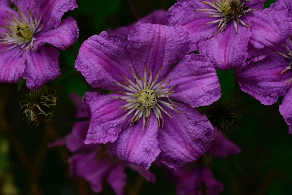 Piękne Kwiaty Clematis Ciemnym Tle Koncepcja Latem Widok Bliska — Zdjęcie stockowe