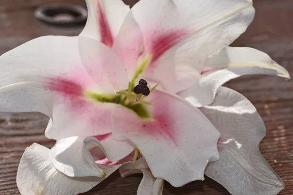 Piękny Kwiat Drewnianym Tle Koncepcja Letnia Widok Bliska — Zdjęcie stockowe