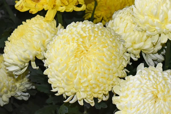 Beaux Chrysanthèmes Sur Fond Sombre Concept Été Vue Rapprochée — Photo