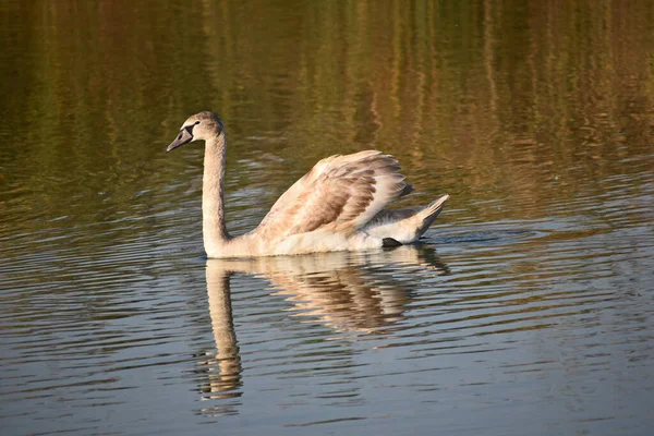 Schöner Weißer Schwan Schwimmt Sommertagen Auf Der Wasseroberfläche Des Sees — Stockfoto