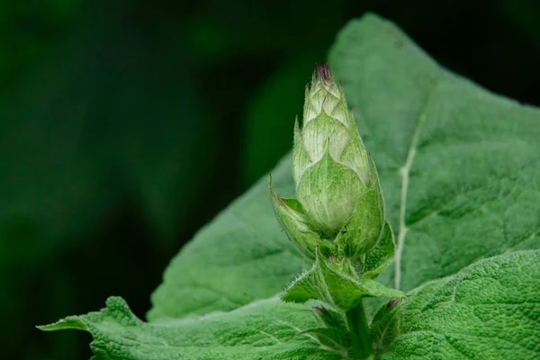 Belles Fleurs Poussant Dans Jardin Journée Ensoleillée Été — Photo