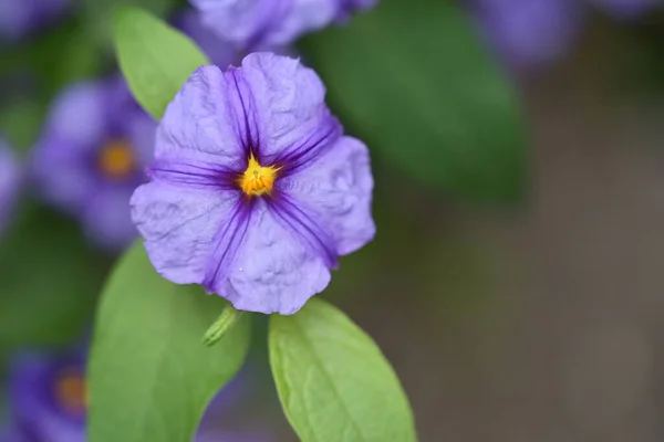 Fleurs Pourpres Étonnantes Fleurissent Sur Fond Flou — Photo