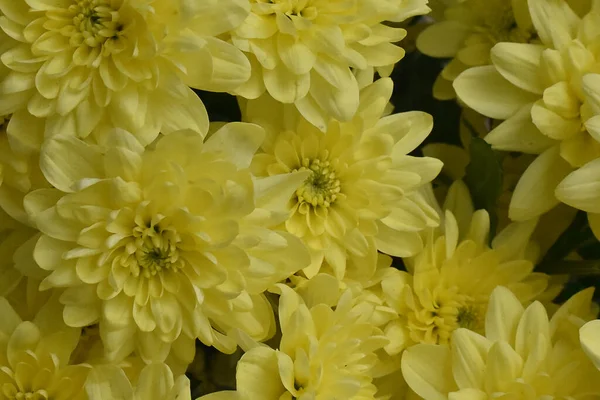 Close Amazing Flowers Blossom — Stock Photo, Image