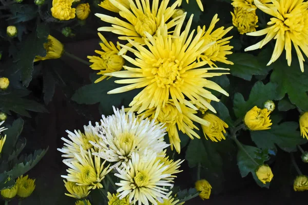 Beaux Chrysanthèmes Sur Fond Sombre Concept Été Vue Rapprochée — Photo