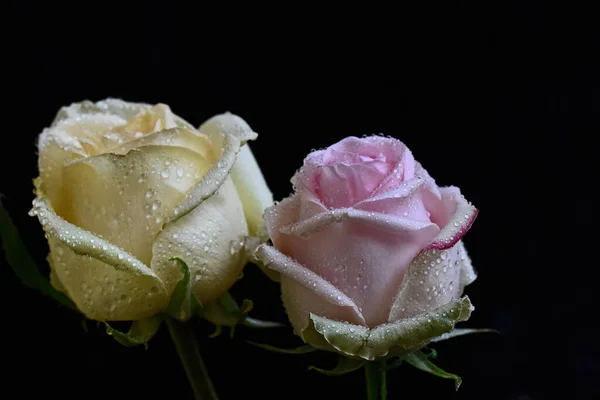 Rosas Bonitas Fundo Escuro Conceito Verão Vista Próxima — Fotografia de Stock