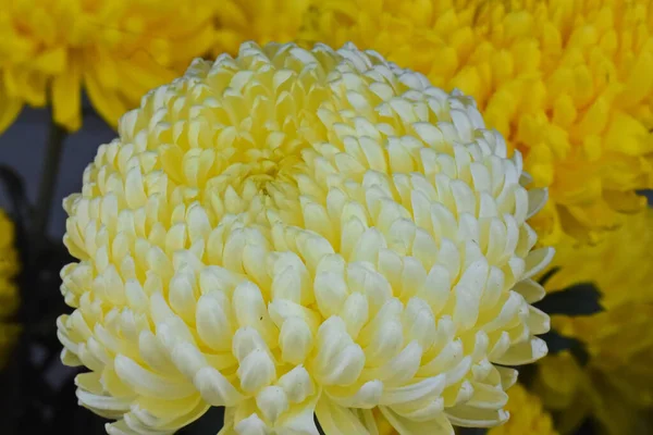 Chrysanthemums Indah Latar Belakang Gelap Konsep Musim Panas Pandangan Dekat — Stok Foto