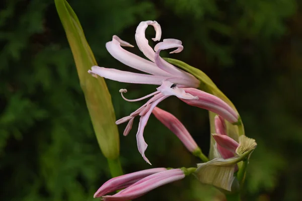 Belles Fleurs Poussant Dans Jardin Journée Ensoleillée Été — Photo