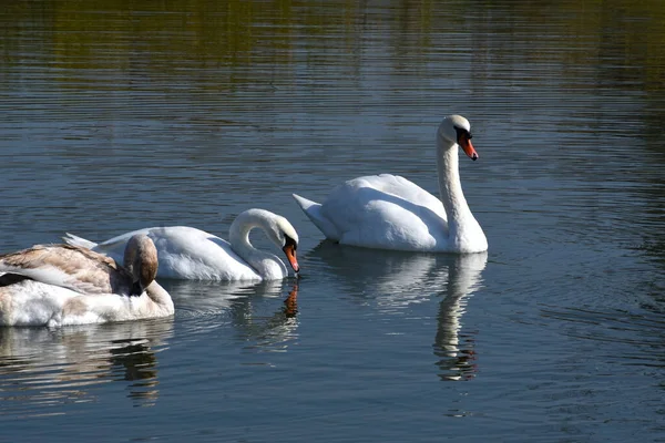 Hermosos Cisnes Blancos Nadando Superficie Del Agua Del Lago Día — Foto de Stock