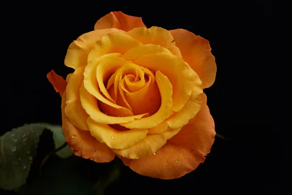 Flor Rosas Frágil Fundo Escuro — Fotografia de Stock
