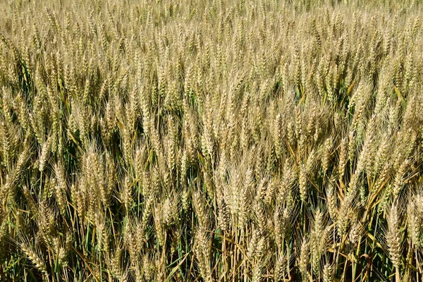 Zlaté Pšeničné Uši Poli — Stock fotografie