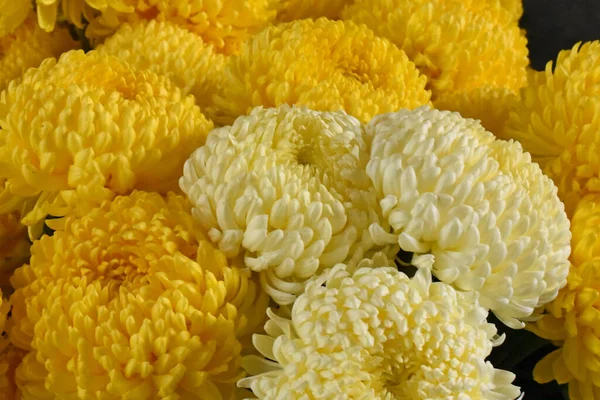 Beaux Chrysanthèmes Sur Fond Sombre Concept Été Vue Rapprochée — Photo