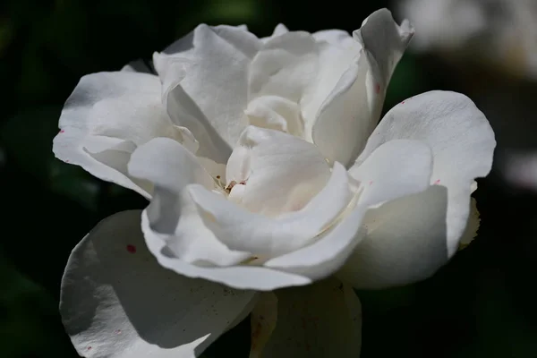 夏日阳光明媚的花园里 盛开着美丽的花朵 — 图库照片