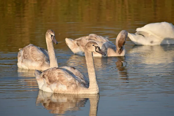 Hermosos Cisnes Blancos Nadando Superficie Del Agua Del Lago Día —  Fotos de Stock