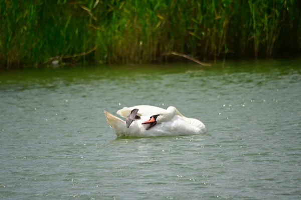 Belo Cisne Branco Nadando Superfície Água Lago Dia Verão — Fotografia de Stock