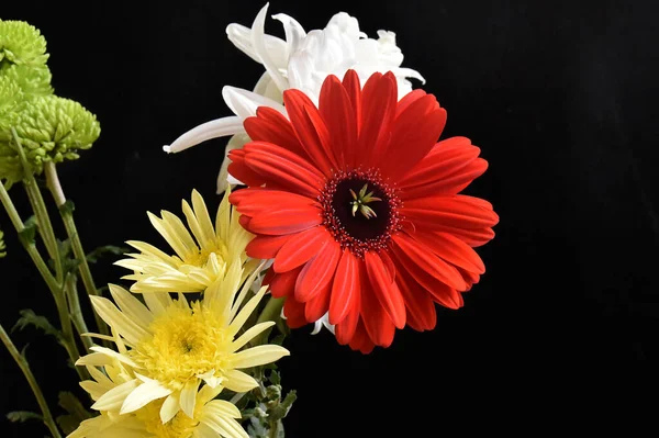 Zbliżenie Niesamowite Kwiaty Kwiat — Zdjęcie stockowe
