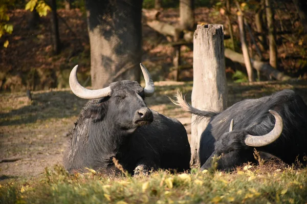晴れた日に地面に横たわる水牛の雄牛 — ストック写真