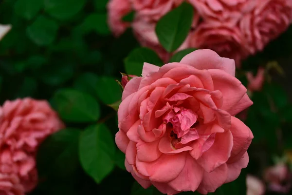 Schöne Rosen Die Sonnigen Sommertagen Garten Wachsen — Stockfoto