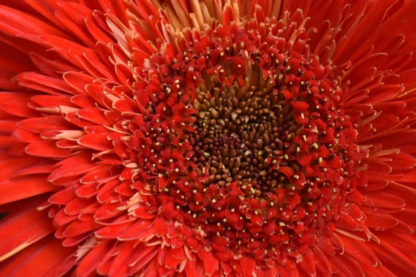 Belles Fleurs Poussant Dans Jardin Journée Ensoleillée Été — Photo