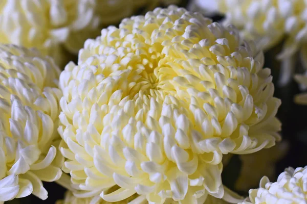 Schöne Chrysanthemen Auf Dunklem Hintergrund Sommerkonzept Nahsicht — Stockfoto