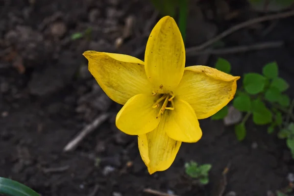 Hermosa Flor Amarilla Creciendo Jardín Verano Día Soleado — Foto de Stock