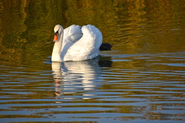 Krásná Bílá Labuť Plavání Vodní Hladině Jezera Letní Den — Stock fotografie