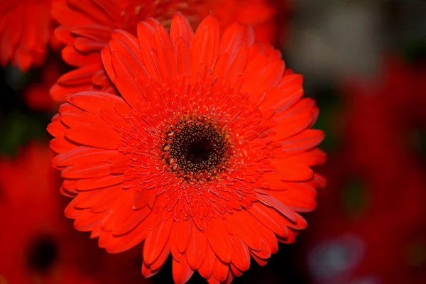 Schöne Blumen Wachsen Garten Sonnigen Sommertag — Stockfoto