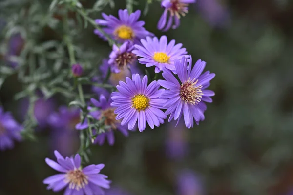 Incredibile Fiori Viola Fioriscono Sfondo Sfocato — Foto Stock