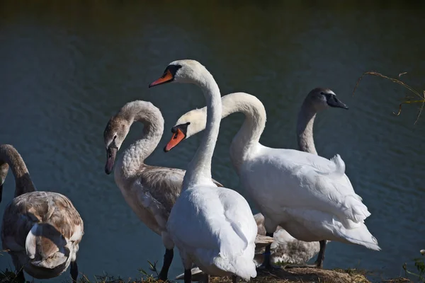 Beaux Cygnes Blancs Debout Sur Rive Lac Jour Été — Photo