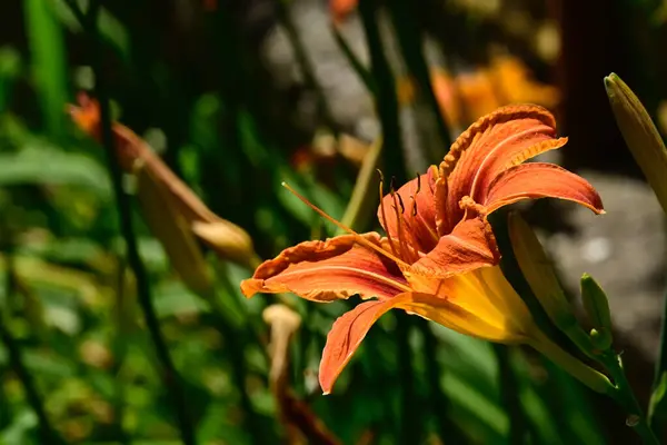 Schöne Lilien Wachsen Garten Sonnigen Sommertag — Stockfoto