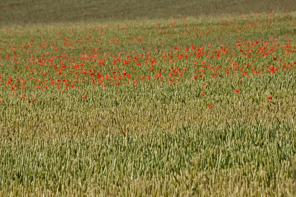 Bunga Poppy Merah Yang Indah Tumbuh Padang Rumput Pada Hari — Stok Foto
