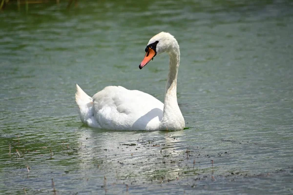 Beautiful White Swan Swimming Lake Water Surface Summer Day — Stock Photo, Image