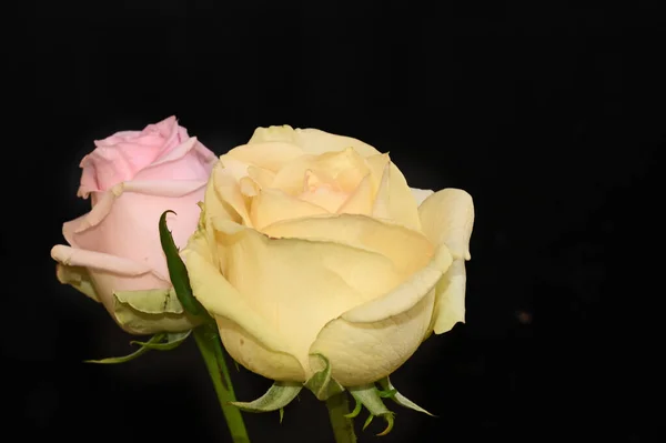 Piękne Róże Ciemnym Tle Koncepcja Lato Widok Bliska — Zdjęcie stockowe