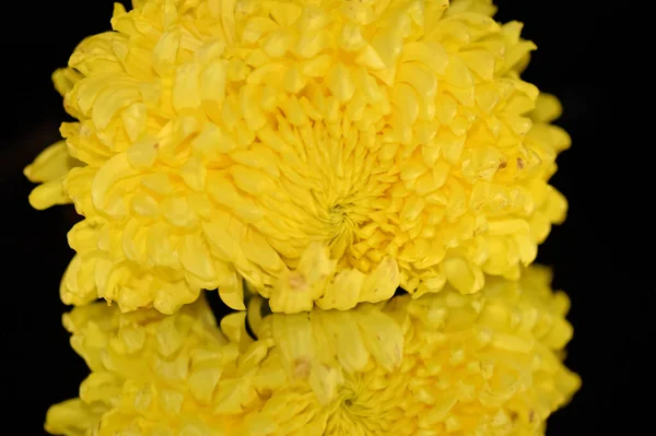 Bellissimo Fiore Crisantemo Con Riflessione Sfondo Scuro Concetto Estivo Vista — Foto Stock