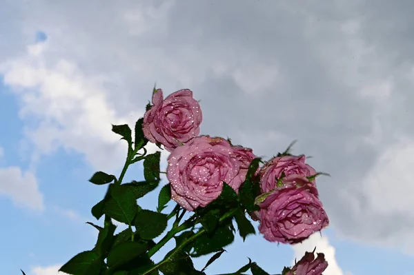 Barevné Květiny Květ Modré Obloze Pozadí — Stock fotografie