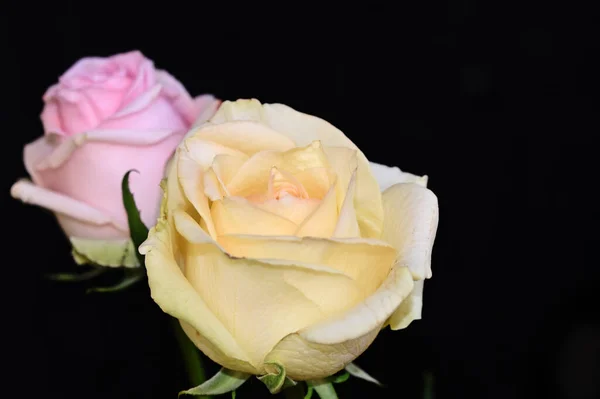 Όμορφα Τριαντάφυλλα Σκούρο Φόντο Καλοκαιρινό Concept Κοντινή Θέα — Φωτογραφία Αρχείου