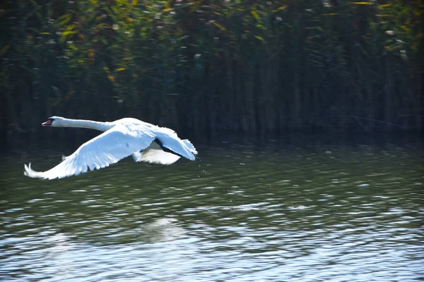 Hermoso Cisne Blanco Volando Sobre Superficie Del Agua Del Lago —  Fotos de Stock