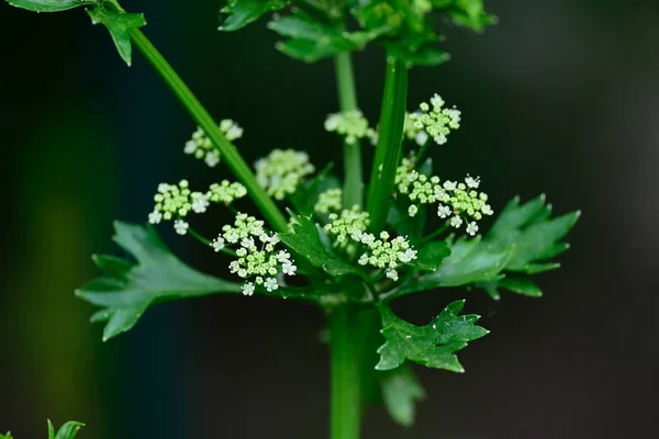 Bellissimi Fiori Giardino — Foto Stock