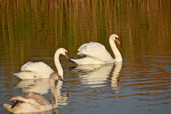 Schöne Weiße Schwäne Die Sommertagen Auf Der Wasseroberfläche Des Sees — Stockfoto