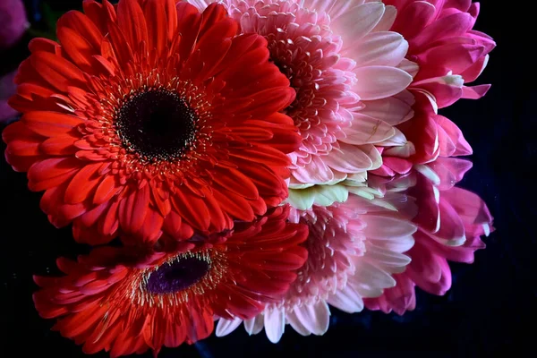 Hermosas Flores Gerberas Sobre Fondo Oscuro Concepto Verano Vista Cercana — Foto de Stock