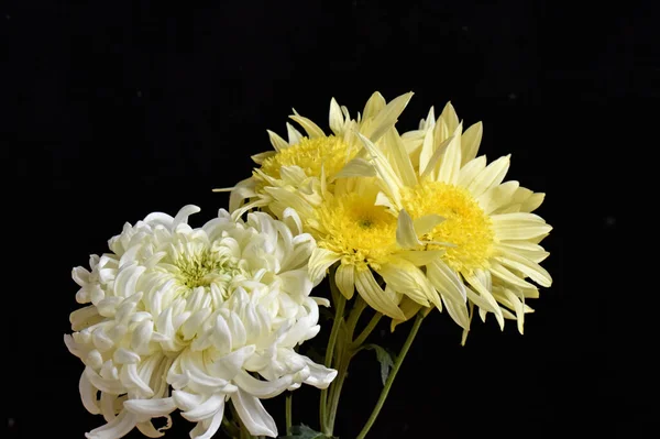 Bellissimi Crisantemi Sfondo Scuro Concetto Estivo Vista Vicino — Foto Stock