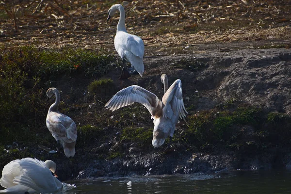 Hermoso Cisnes Blancos Pie Orilla Del Lago Día Verano — Foto de Stock