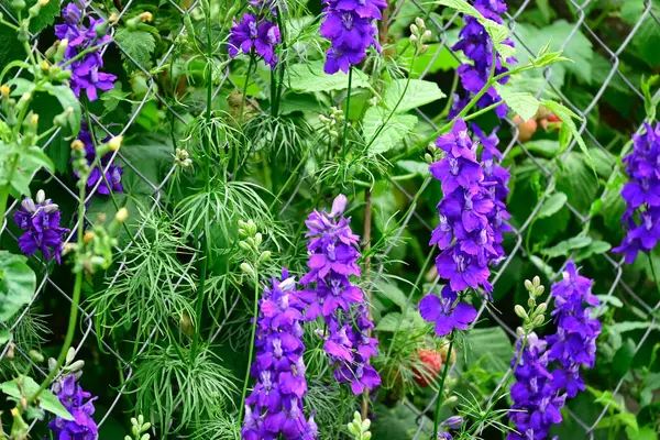 Beautiful Flowers Growing Outdoor Summer Concept Close View — Stock Photo, Image