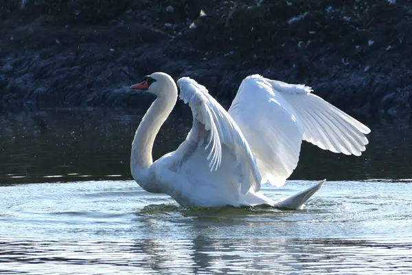 Belo Cisne Branco Nadando Superfície Água Lago Dia Verão — Fotografia de Stock