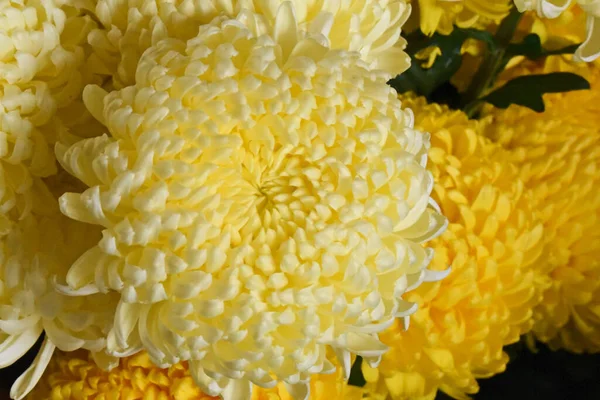 Beautiful Chrysanthemums Dark Background Summer Concept Close View — Stock Photo, Image
