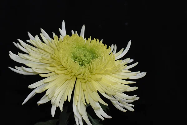 Beau Chrysanthème Sur Fond Sombre Concept Été Vue Rapprochée — Photo