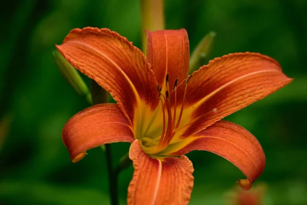 夏の晴れた日に庭で育つ美しいユリの花 — ストック写真