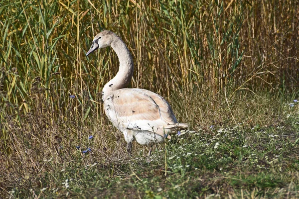 Beau Cygne Mignon Sur Rivage Jour Été — Photo