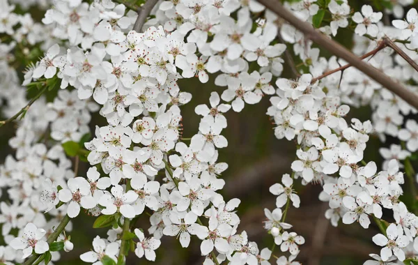 Branches Pommier Avec Belles Fleurs Blanches Gros Plan Concept Printemps — Photo