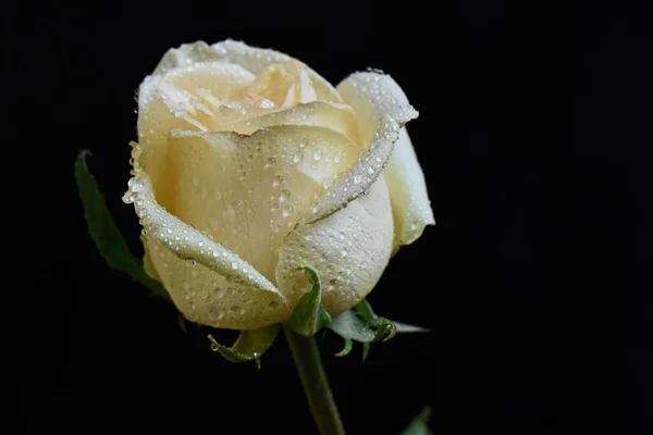 Piękny Kwiat Róży Ciemnym Tle Koncepcja Lato Widok Bliska — Zdjęcie stockowe