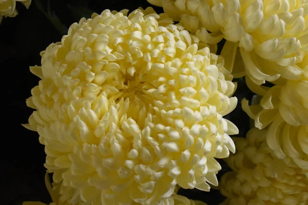 Schöne Chrysanthemen Auf Dunklem Hintergrund Sommerkonzept Nahsicht — Stockfoto